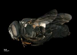   Hackeriapis lucidiventrisnbsp; female lateral habitus, photo: Colleen Meidt 
